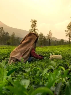 Wayanad Places To Visit-A Breathtaking Destination