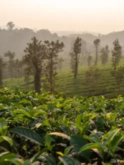 7 Best Places To Visit In Coorg: A Breathtaking Destination