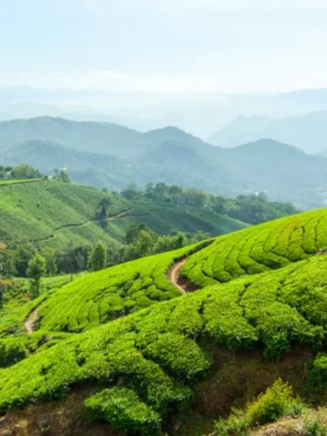 7 Great Munnar Places To Visit