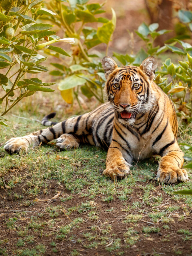 Top 5 Wildlife Safari Destinations in India