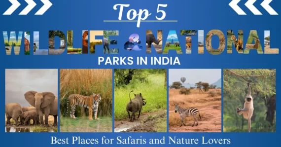 Top 5 Wildlife And National Parks in India: Best Places for Safaris and Nature Lovers