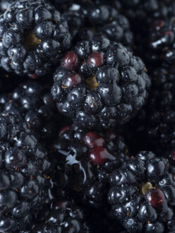 7 Health Benefits of Blackberries – Pack With Healthy Punch